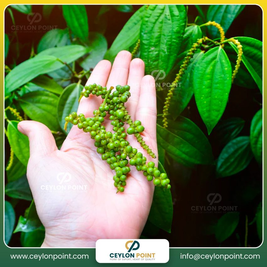 Black Pepper - 100g